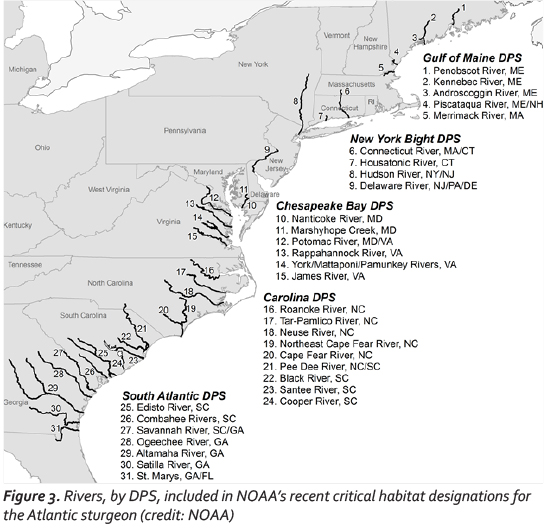 NOAA Finalizes Critical Habitat for Atlantic Sturgeon | Kleinschmidt